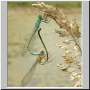 Ischnura elegans - Grosse Pechlibelle 05.jpg